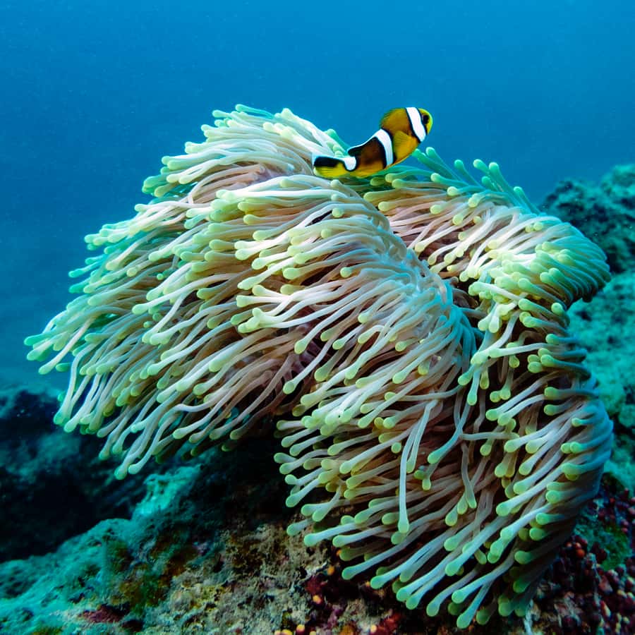 Tamarin: Exploration Dive - Planning the possible second session