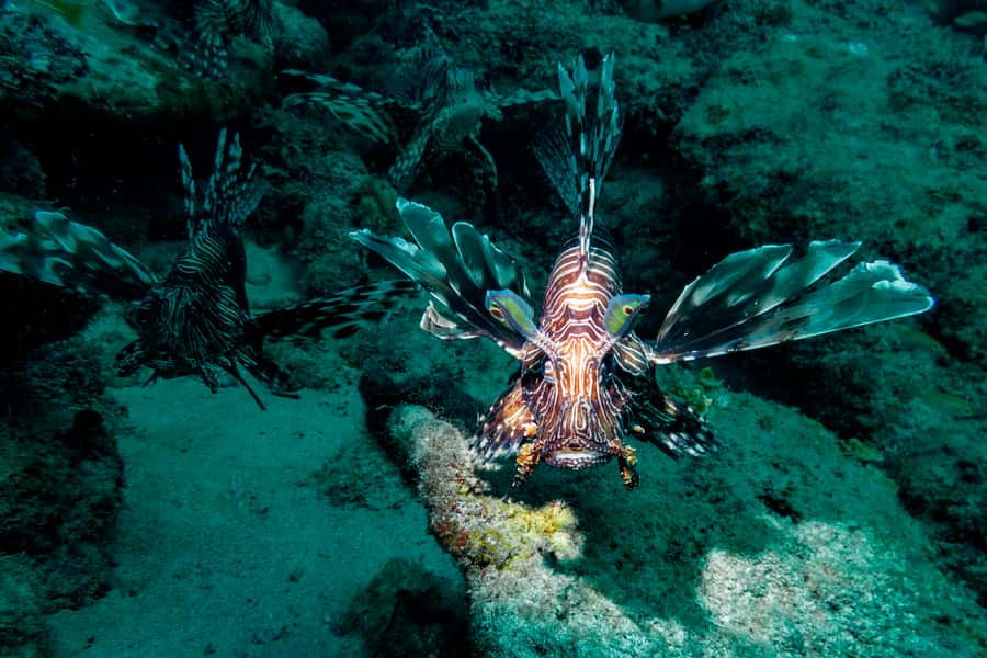 Tamarin: Exploration Dive - Why the site is chosen on the day