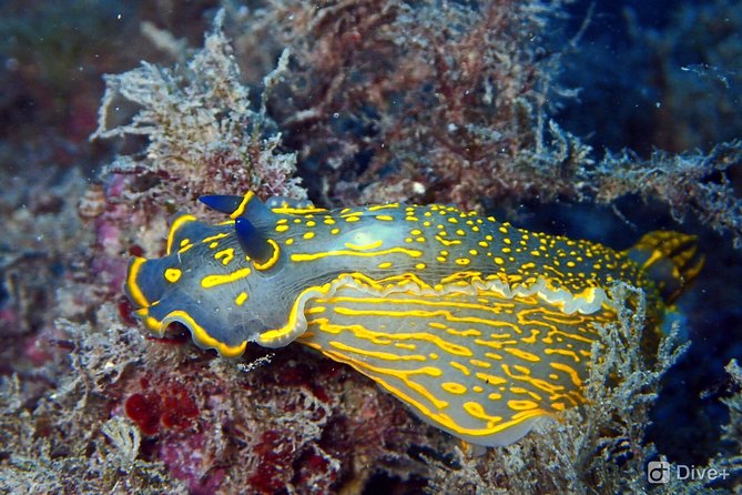 Taormina Scuba Diving Experience - Learning to breathe underwater for the first time