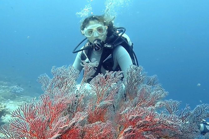 Taormina Scuba Diving Experience - Should you book the Taormina scuba experience?