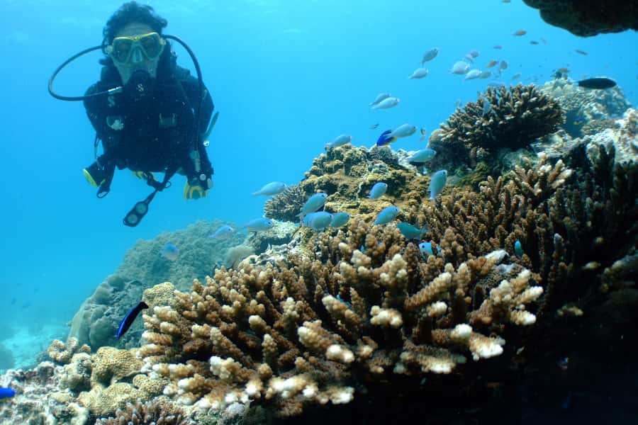 Tayrona National Park: Scuba Diving Tour for Beginners - Snacks, photos, and the short format