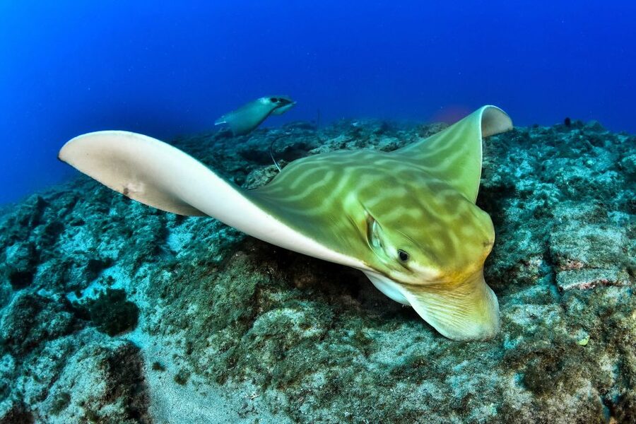 Tenerife: 2-Dive Private Scuba Discovery Course - Why the private format matters