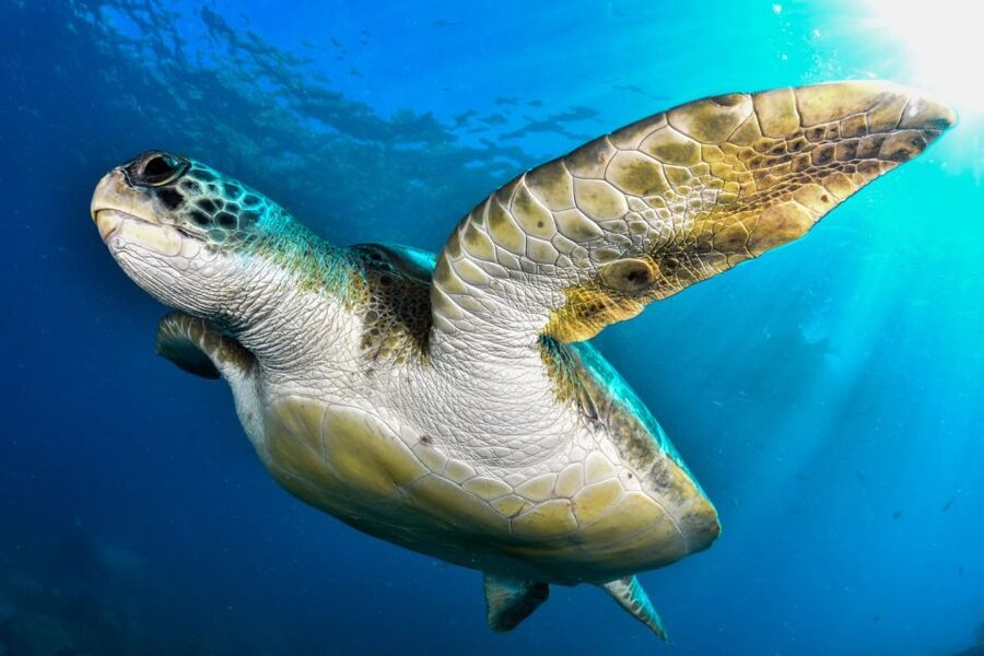 Tenerife: 2-Dive Private Scuba Discovery Course - Practical preparation for the day