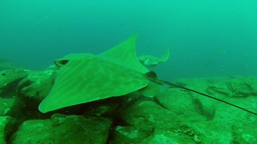 Tenerife: 2 Diving Sessions for Certified Divers - Key points to know before booking