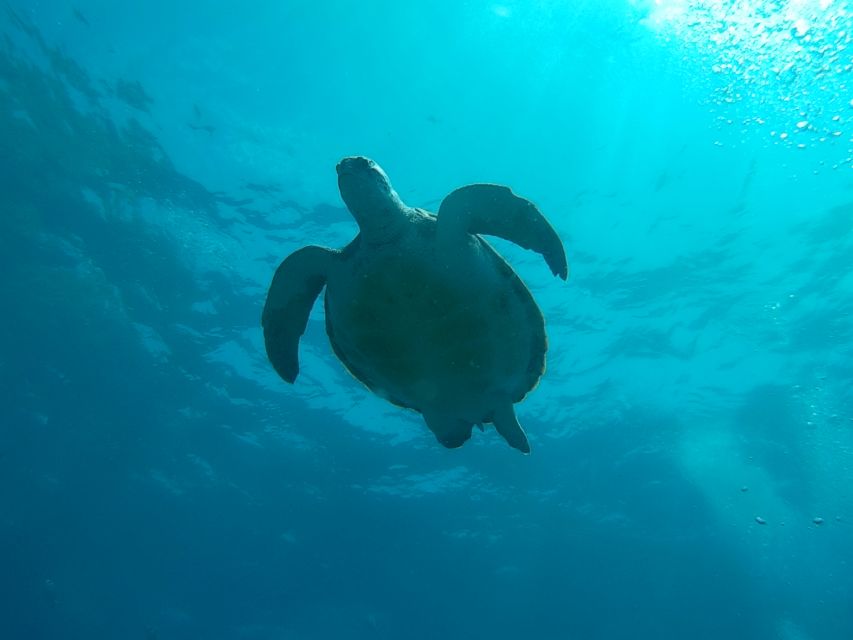 Tenerife: 2 Diving Sessions for Certified Divers - Shore entry or boat start, and why the difference matters