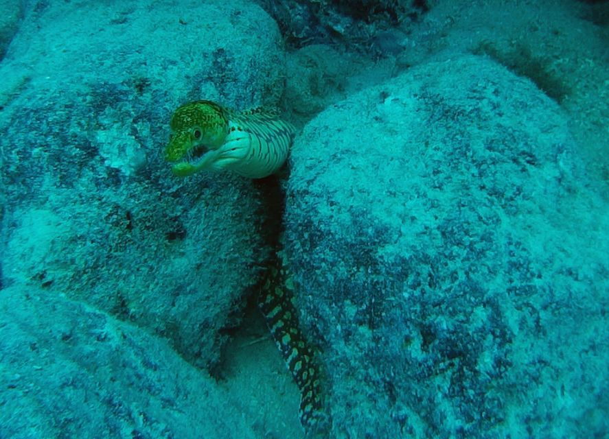 Tenerife: 2 Diving Sessions for Certified Divers - The guide can make the day feel calm and organized