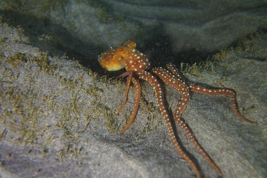 Tenerife: 2 Diving Sessions for Certified Divers - What to bring for a comfortable half day