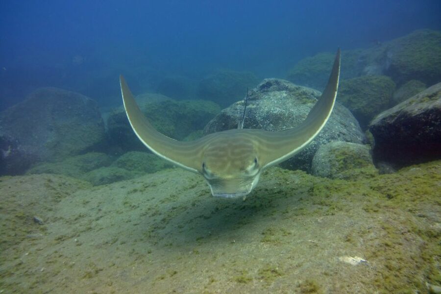 Tenerife: 2 Diving Sessions for Certified Divers - Who will get the most from this outing?