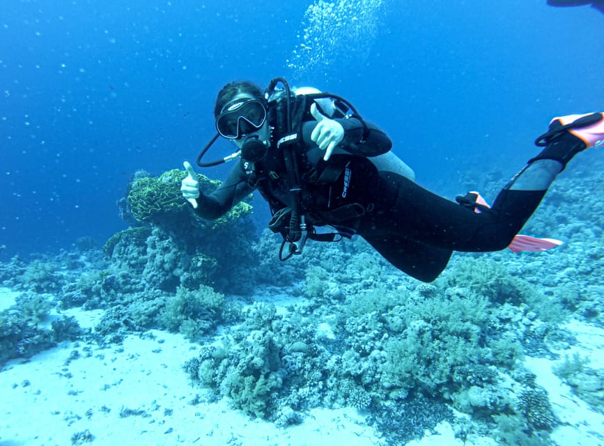 Tenerife - 2 Guided Dives for Certified Divers - Half Day - Starting at DiveBase Tenerife in Alcalà