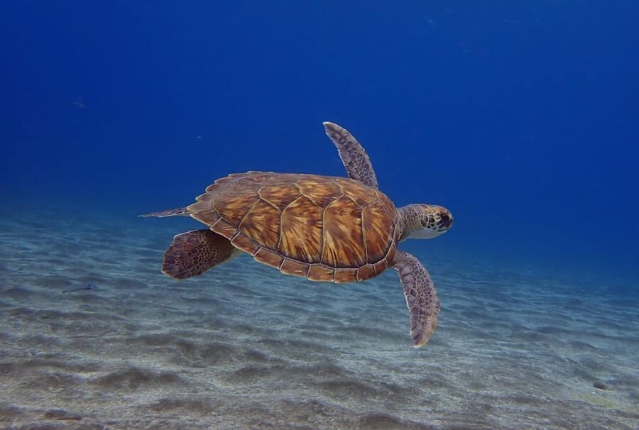 Tenerife: Abades Beach Beginner Diving Experience - Key points to know before booking