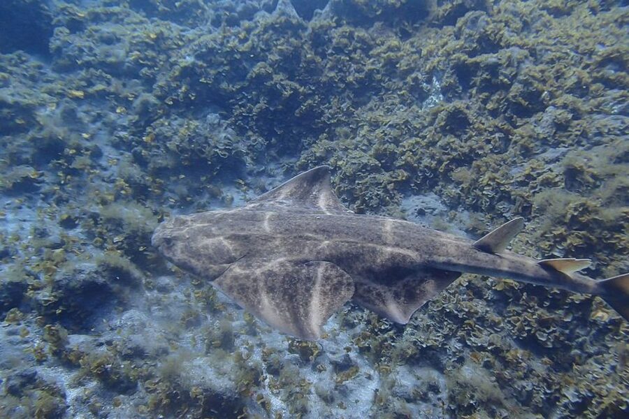 Tenerife: Abades Beach Beginner Diving Experience - Meeting the underwater world at Abades Beach