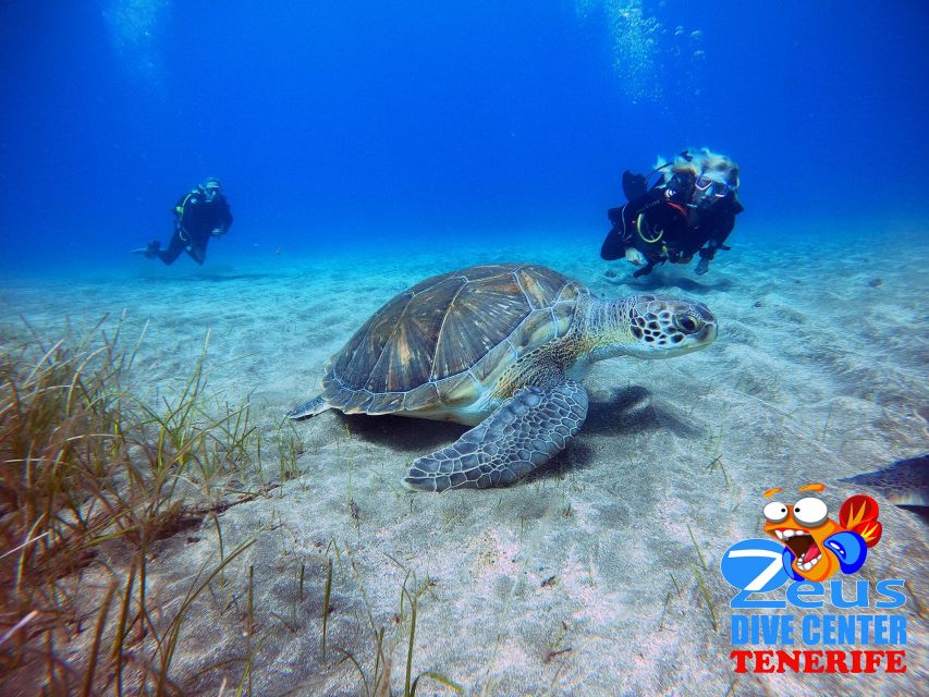 Tenerife: Abades Beach Beginner Diving Experience - Why the two-person limit matters