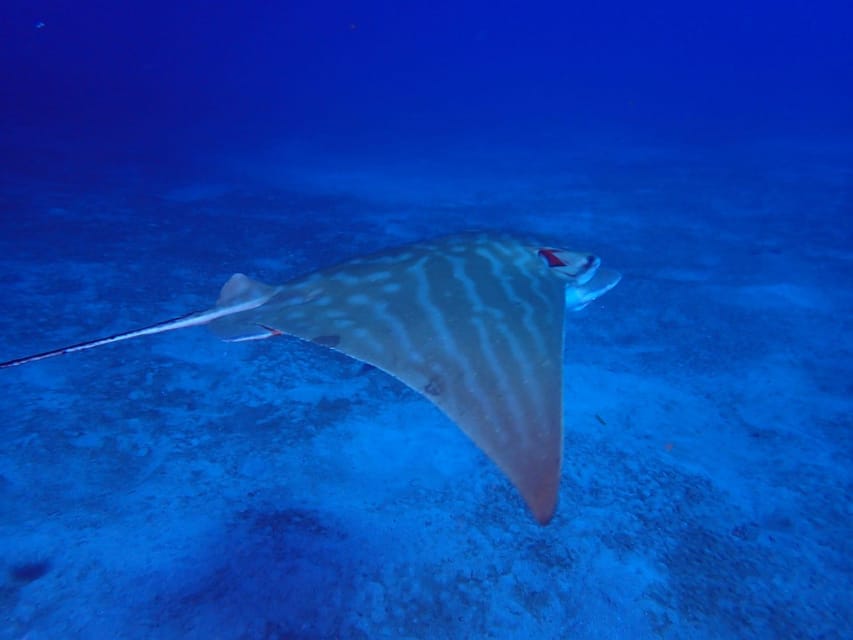 Tenerife: Abades Beach Beginner Diving Experience - Transfers from Tenerife’s south coast