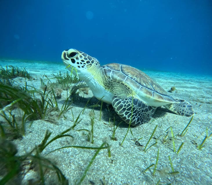 Tenerife: Abades Beach Beginner Diving Experience - Who should book this Abades experience?