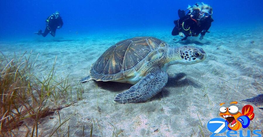 Tenerife: Abades Beach Beginner Diving Experience - What the three-hour schedule actually feels like