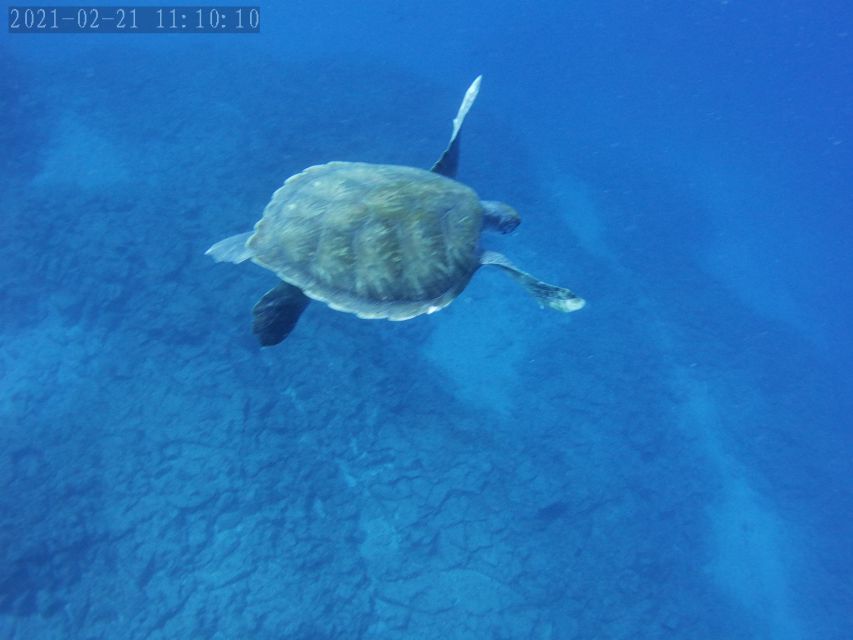 Tenerife: Beginner's Dive at a Spot with Turtle Sightings - What you might see beneath Tenerife