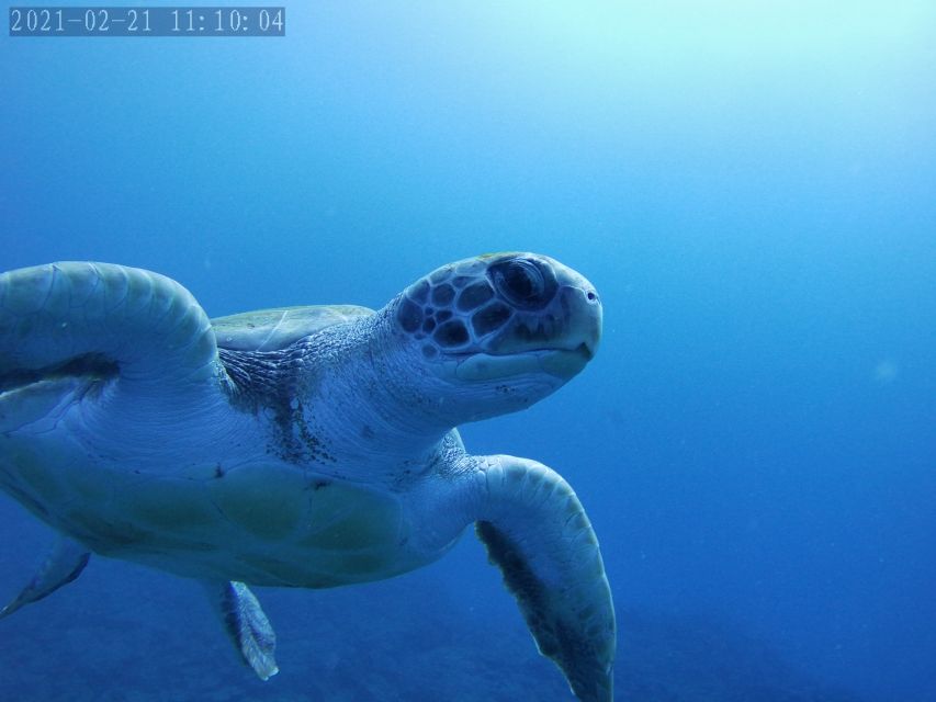 Tenerife: Beginner's Dive at a Spot with Turtle Sightings - Timing your day around scuba