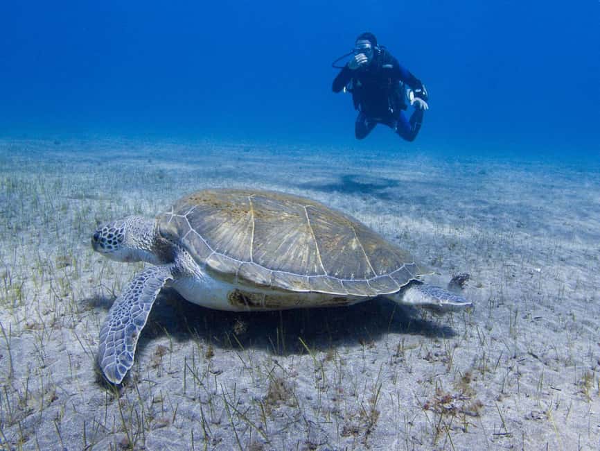 Tenerife: Beginner Scuba Dive Experience - Key points at a glance