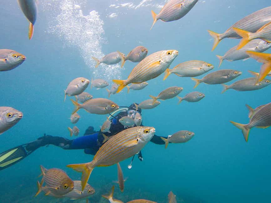 Tenerife: Beginner Scuba Dive Experience - Practical ways to enjoy the session