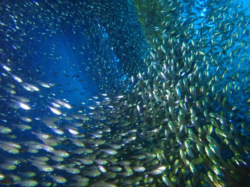 Tenerife: Costa Adeje Private Diving Lesson Experience - What the private format really means