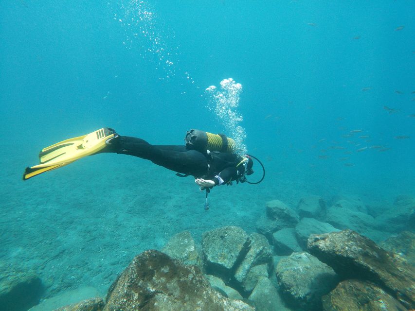 Tenerife: Costa Adeje Private Diving Lesson Experience - The sea life and underwater scenery