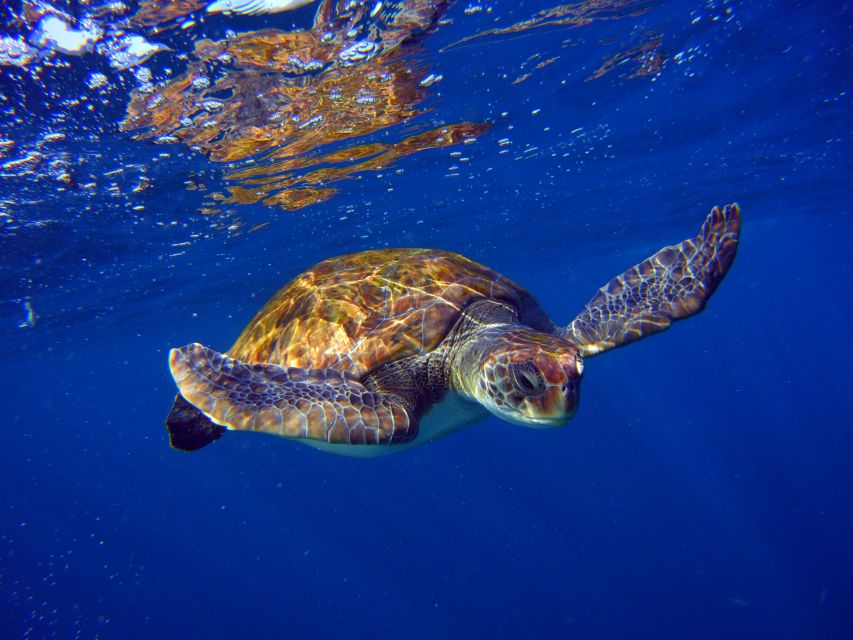 Tenerife: Discover Scuba Diving with Free Photos - Who will enjoy this Tenerife activity most