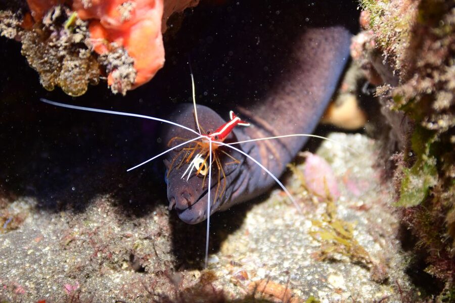 Tenerife: Discover Scuba Diving with Free Photos - The free photos and optional video