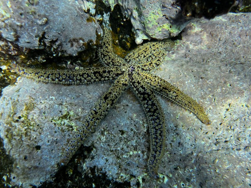Tenerife : Diving License international in one day - What you learn before entering the water