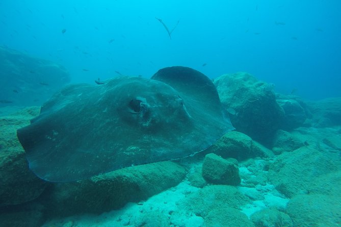 Tenerife First Time Scuba Dive – Turtle Habitat, Small Groups - Snorkeling after the scuba session