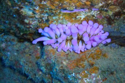 Tenerife First Time Scuba Dive – Turtle Habitat, Small Groups