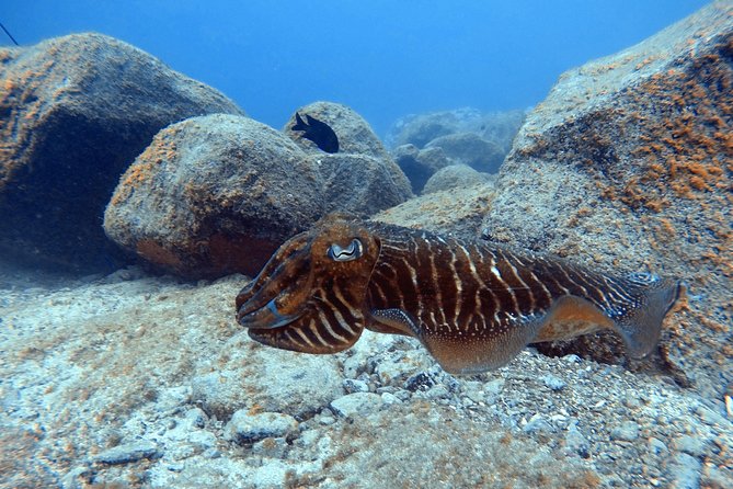 Tenerife First Time Scuba Dive – Turtle Habitat, Small Groups - How the staff handle nerves and safety