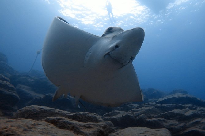 Tenerife First Time Scuba Dive – Turtle Habitat, Small Groups - Timing your Tenerife plans