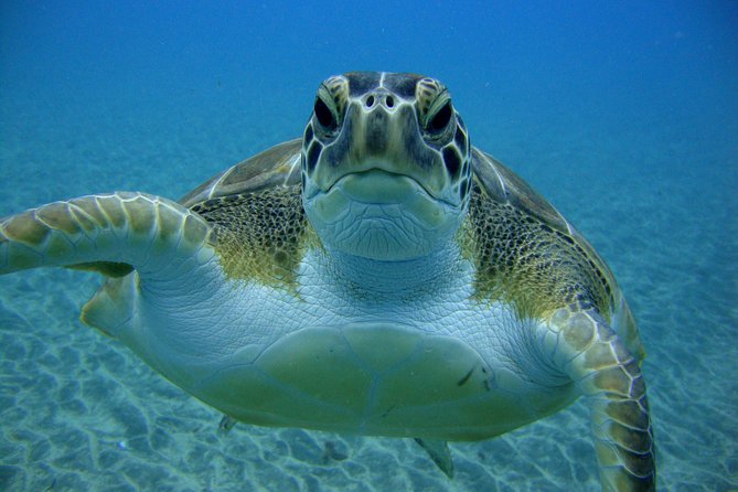 Tenerife First Time Scuba Dive – Turtle Habitat, Small Groups - Who should book this activity?