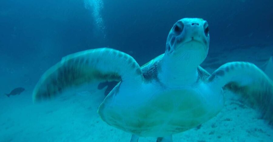 Tenerife : Private Dive for Beginners from a Boat - Key points at a glance