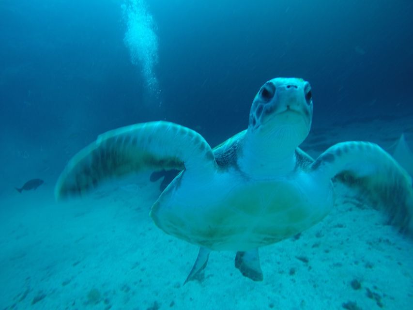Tenerife : Private Dive for Beginners from a Boat - A gentle first step into Tenerife’s sea