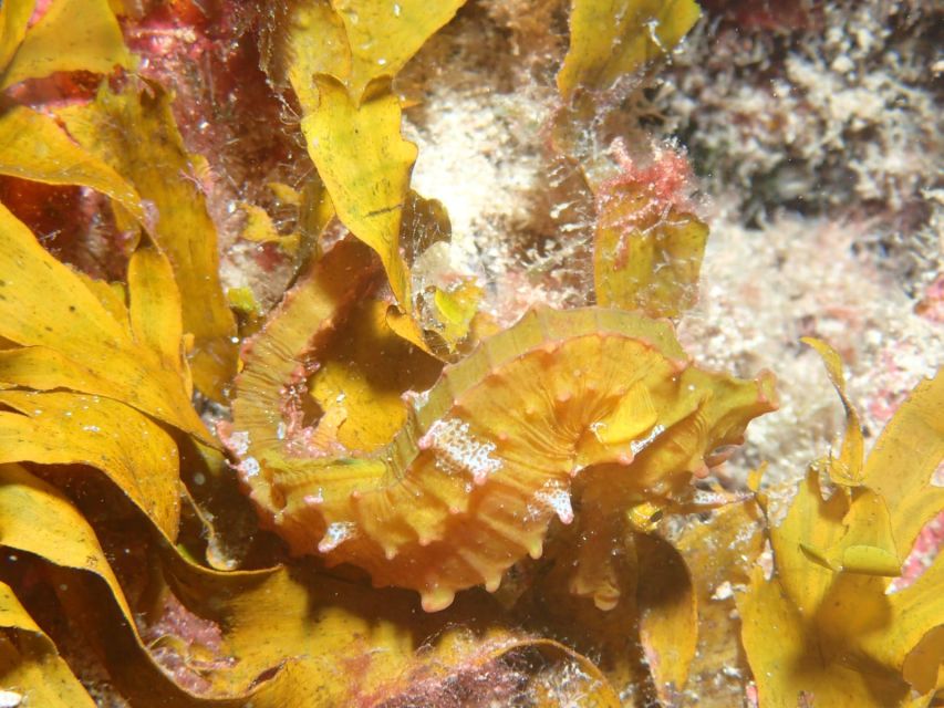 Tenerife : Private Dive for Beginners from a Boat - What the $118 price includes