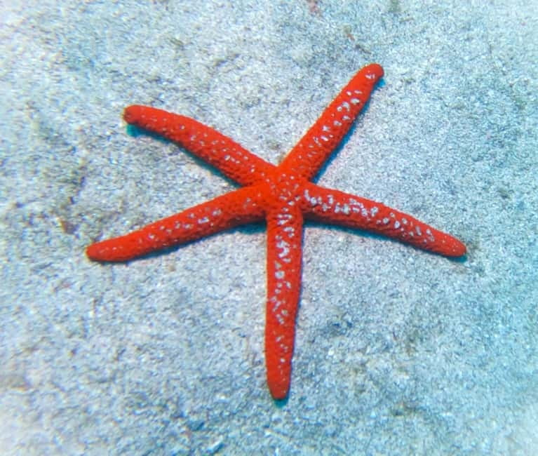 Tenerife: Private Scuba Diving–Certified Instructor & Photos - Should you book this Tenerife scuba session?
