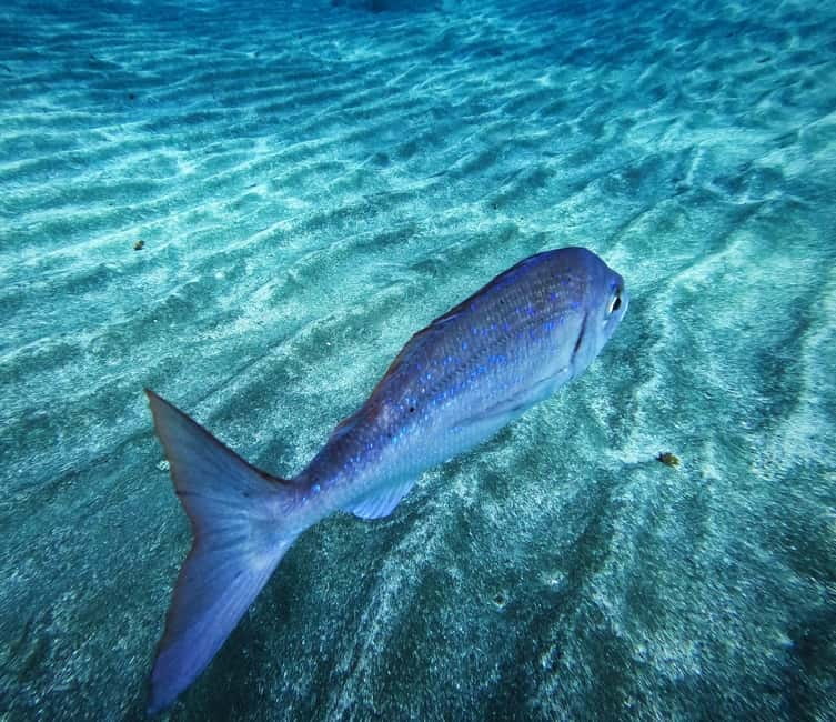 Tenerife: Private Scuba Diving–Certified Instructor & Photos - A private way to meet Tenerife’s underwater world