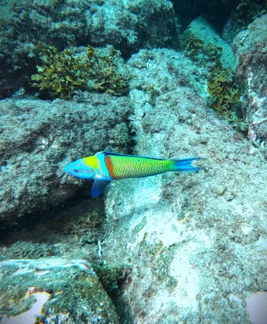 Tenerife: Private Scuba Diving–Certified Instructor & Photos - Two hours around Los Cristianos