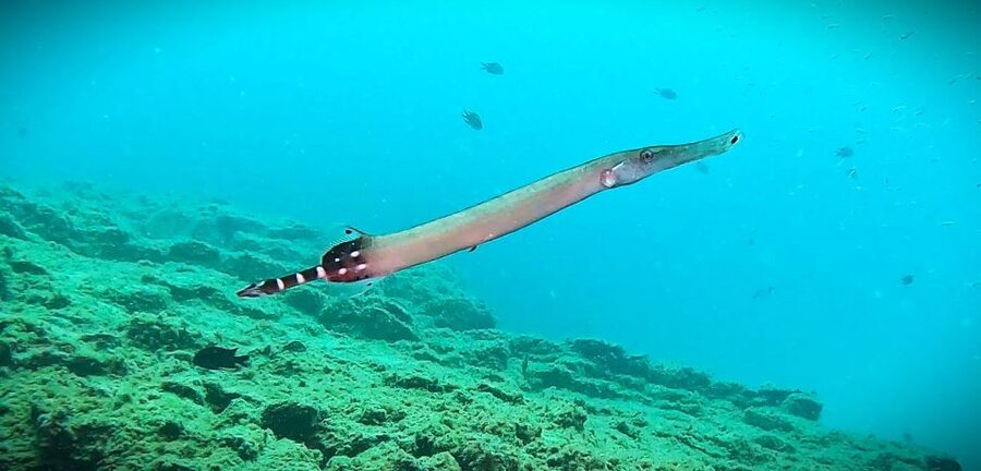 Tenerife: Private Scuba Diving–Certified Instructor & Photos - Photos and videos are part of the price