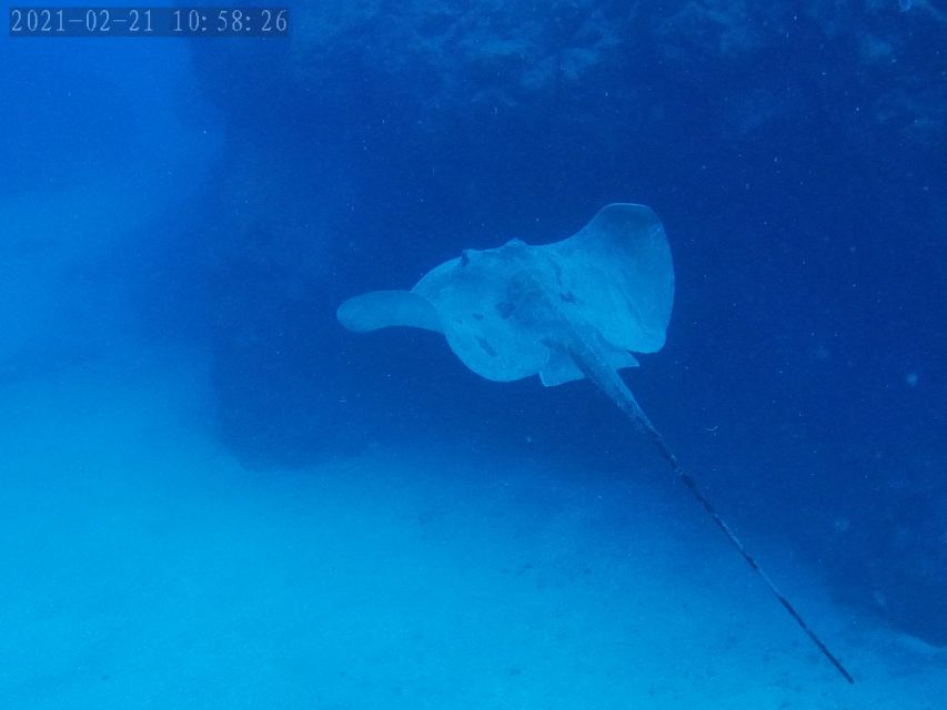 Tenerife: Puerto Colon Certified Scuba Dive by Speed Boat - Starting at Zero Gravity Tenerife in Puerto Colón