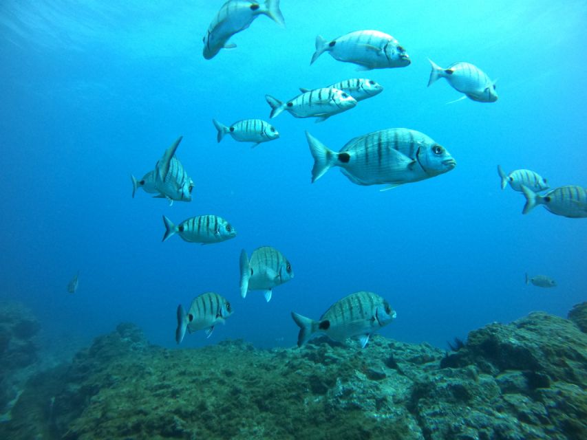 Tenerife: Puerto Colon Certified Scuba Dive by Speed Boat - Entering the water by backward roll