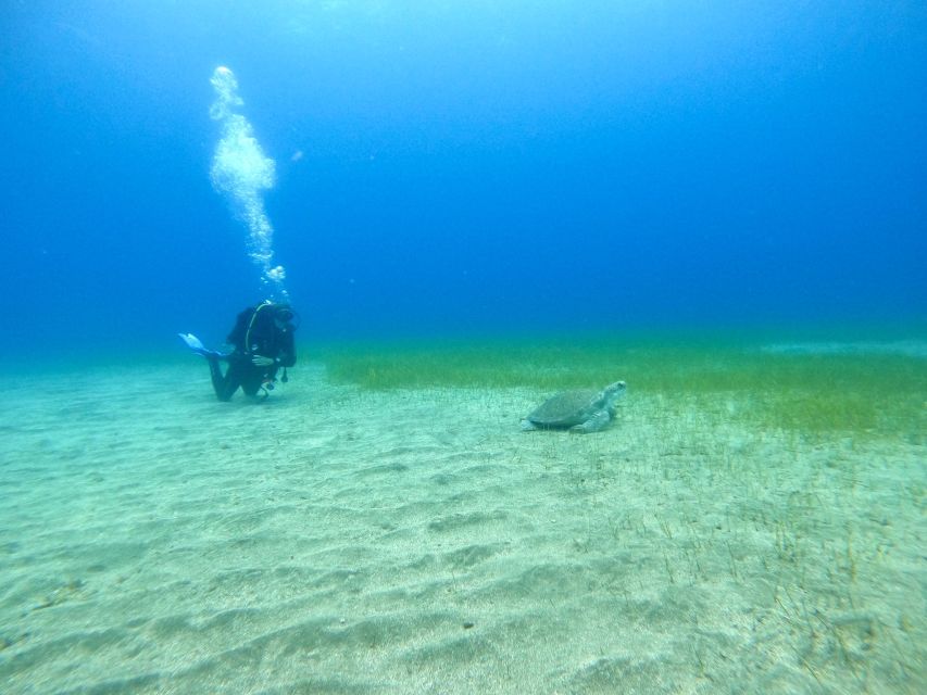 Tenerife: Puerto Colon Certified Scuba Dive by Speed Boat - One hour below the surface