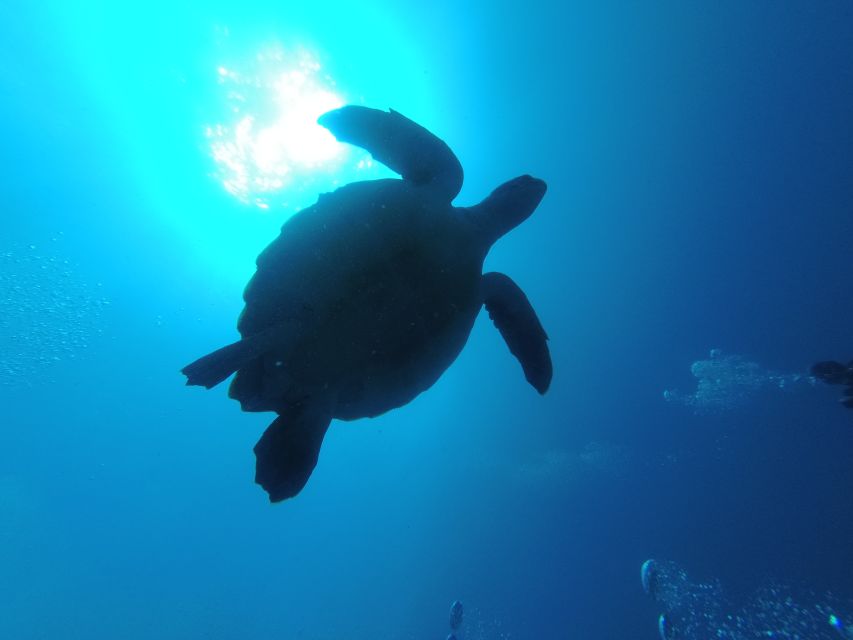 Tenerife: Puerto Colon Certified Scuba Dive by Speed Boat - Is $59 good value for two hours?