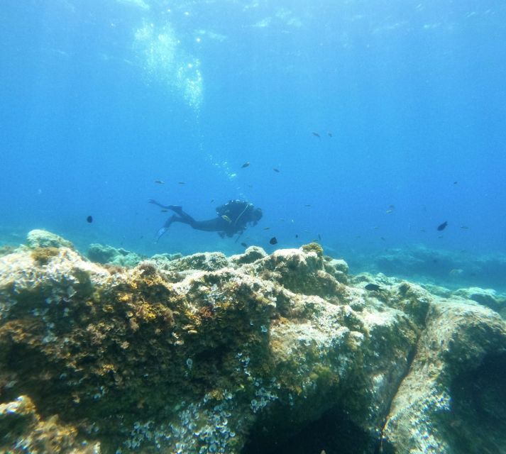 Tenerife: Puerto Colon Certified Scuba Dive by Speed Boat - Who will enjoy this Puerto Colón outing?