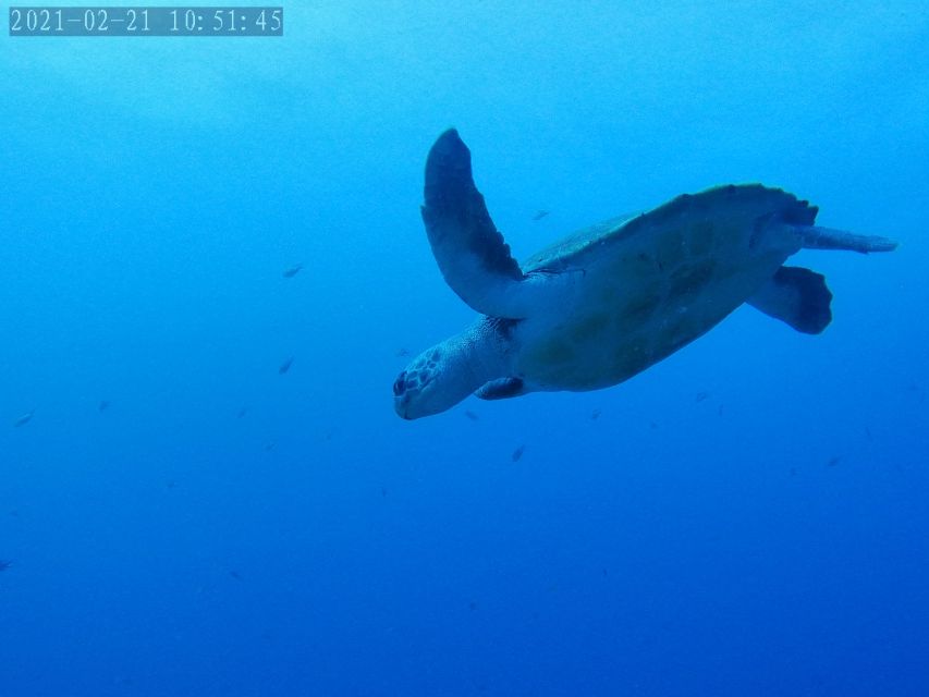 Tenerife: Puerto Colon Certified Scuba Dive by Speed Boat - The 30-minute briefing that sets the tone