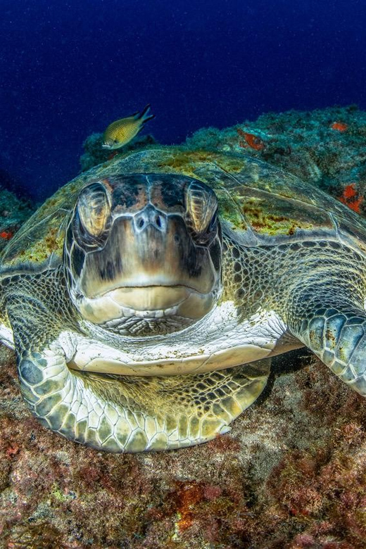 Tenerife: Scuba Diving Experience for Every Level - Why this Tenerife scuba session works for beginners