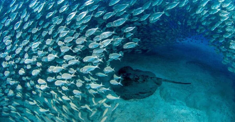 Tenerife: Scuba Diving Experience for Every Level - From Playa de las Vistas to the shallow-water practice