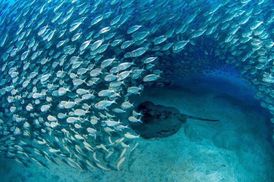 Tenerife: Scuba Diving Experience for Every Level - The value of a $98 underwater experience