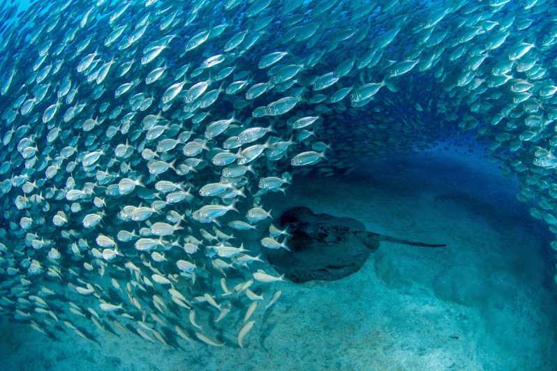 Tenerife: Scuba Diving Experience for Every Level - Should you book it?